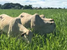 Mato Grosso: Mercado da carne bovina apresenta incertezas