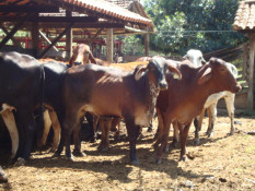 Período de Estiagem: Sicredi possui linhas de crédito que auxiliam produtores a manterem produtividade