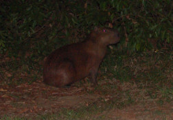 Capivara quebra silêncio da noite castanheirense