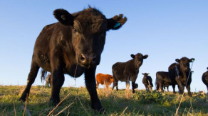 Vaca Louca: um dos casos registrados é de Nova Canaã do Norte