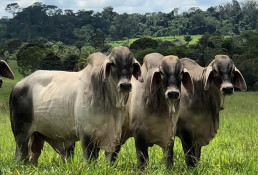 Caiado Fraga realiza leilão virtual de 60 animais da raça Guzerá