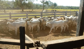 Câncer: castanheirenses se mobilizam pelo HA/HC de Barretos