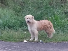 Cão espera 4 anos por donos no mesmo lugar