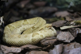 Ilha brasileira tem a maior concentração de cobras venenosas do mundo