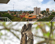 Os Urutaus de Castanheira (MT) e Dourados (MS)