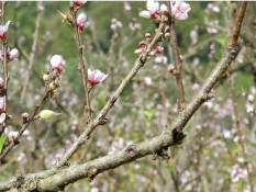 Pêssego: a fruta dos deuses