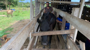 Projeto de embriões da SEAF beneficia mais castanheirenses