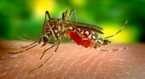 Autoridades fazem alerta sobre a dengue!