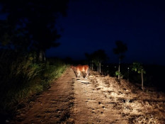 Castanheira: Cavalo sofre nas imediações do Aerobicho