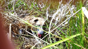 Castanheira: Mais um animal abandonado gera filhotes no entorno do Aeroporto