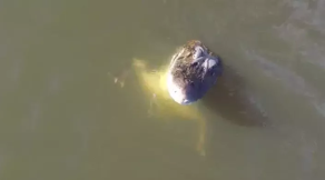 Jacaré engole drone de pescador