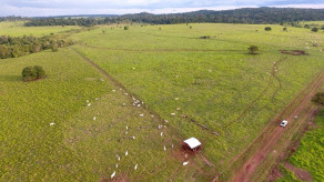 Agronegócio: Fazenda de Castanheira é destaque em Pecuária de Precisão