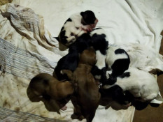 Castanheira: Mais 7 cachorrinhos nascem no cenário de descarte do Aeroporto