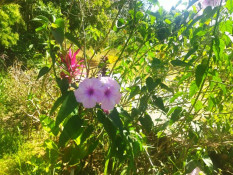 Castanheira: Entre preservação e vandalismo o Vale continua Verde