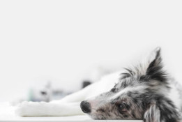 Castanheira: População denuncia morte de cães por envenenamento