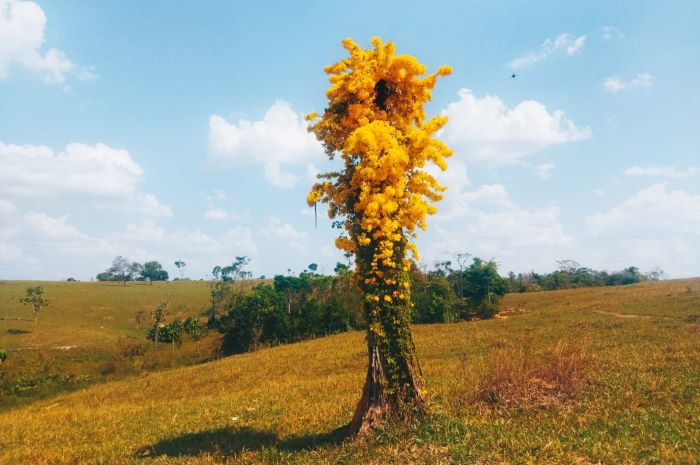 Tronco De Árvore Na Floresta Em Um Dia De Verão. Bushes E Flores