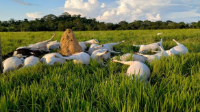 Raio ou choque elétrico mata 31 novilhas em Fazenda de Castanheira