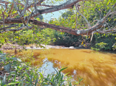 Castanheira: Projeto começa a recuperar nascentes do Rio 7