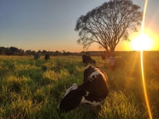 Fazenda referência em raça Girolando é parceira do Castanheira News