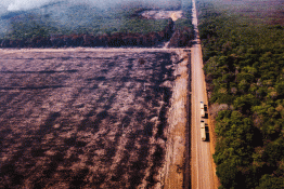 Gigantes do agronegócio tomam medidas contra desmatamento