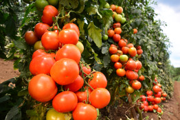 Fruta salgada entre os produtos em promoção no Santos