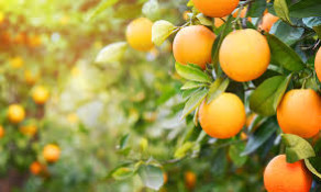 Laranja na lista de descontos do Comercial Santos