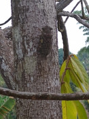 O canto das cigarras