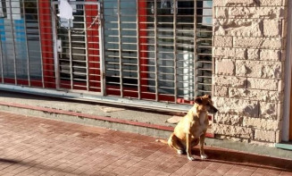 Bianca, esperando a dona que nunca mais virá...